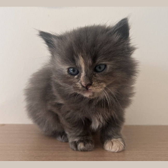 Photo of C1474 Genevieve