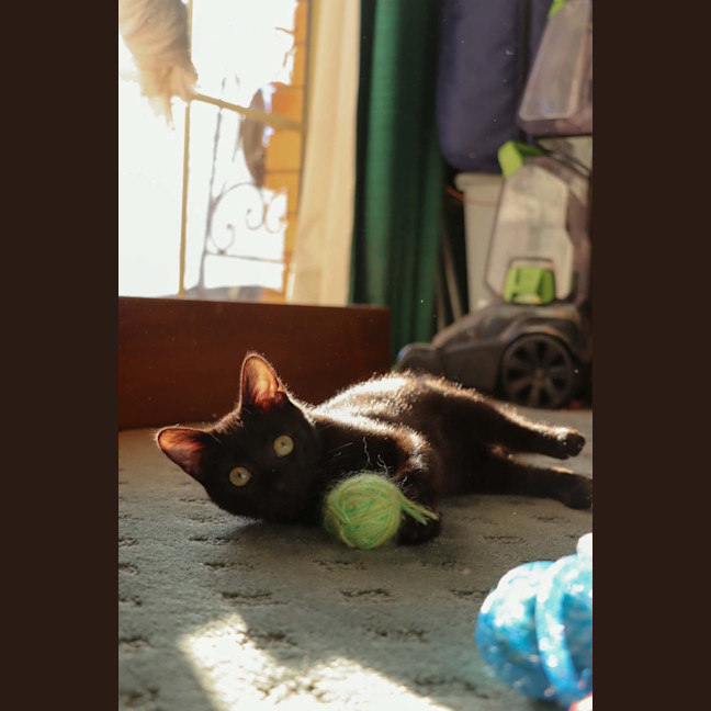 Photo of Enzo 