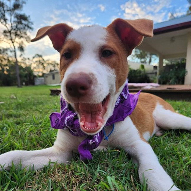 Photo of Drover 