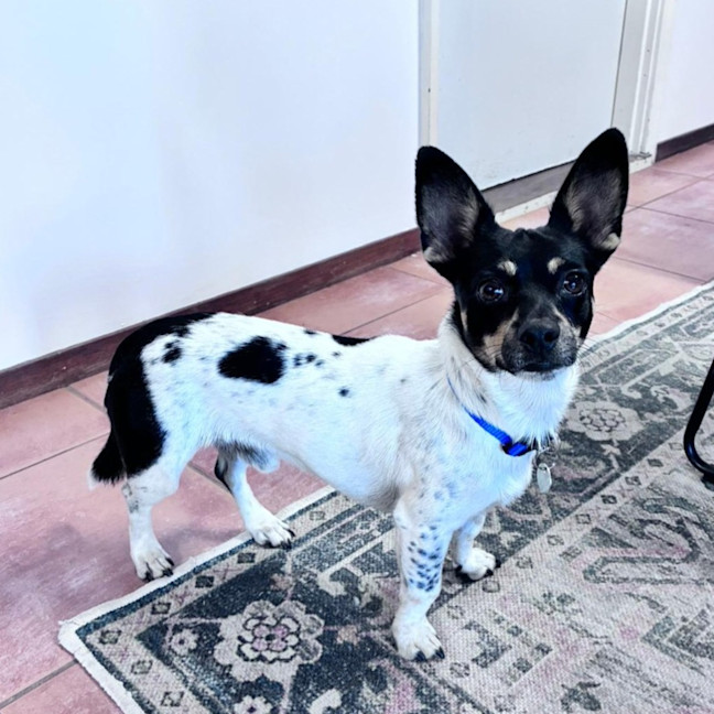 Photo of Spot