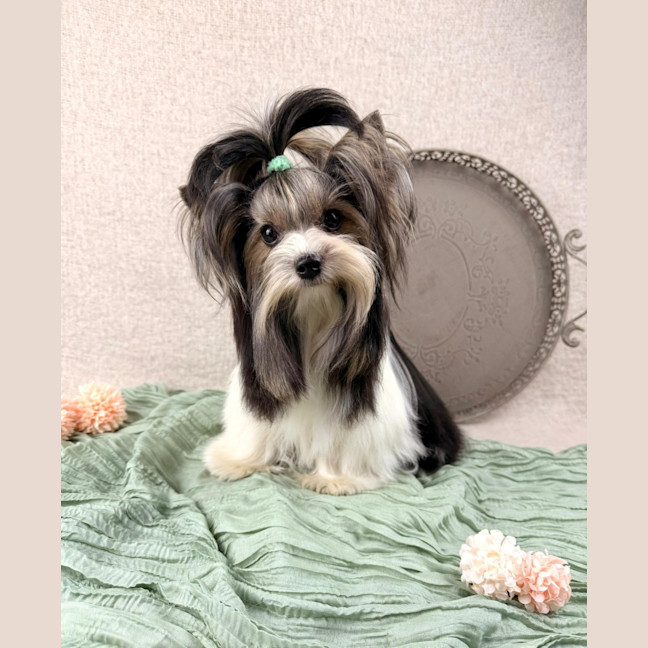 Photo of Cooper
