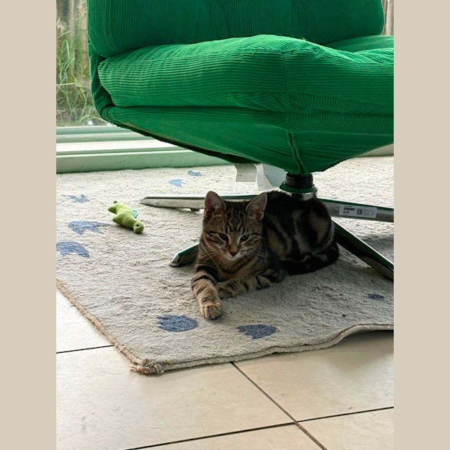 Photo of Cheezel & Milo