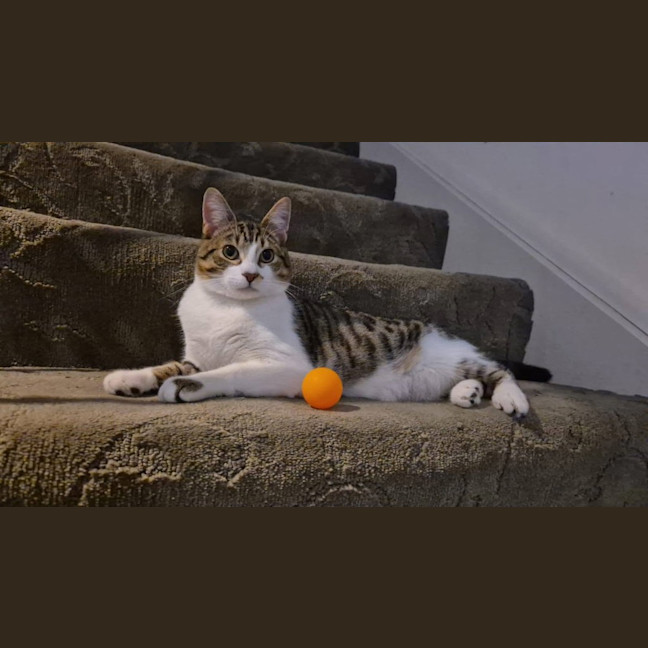 Photo of Flip