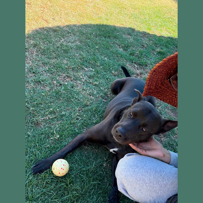 Photo of Shadow