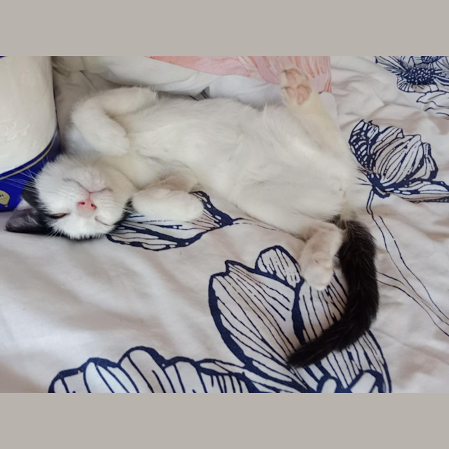 Photo of Rose
