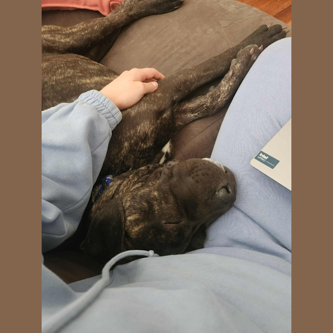 Photo of Sprout   9 Month Old Mastiff X