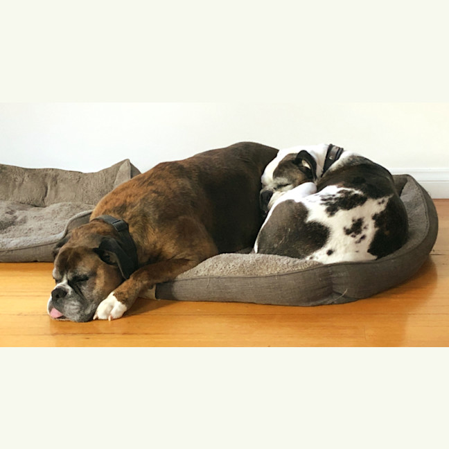 Photo of Leo And Harley