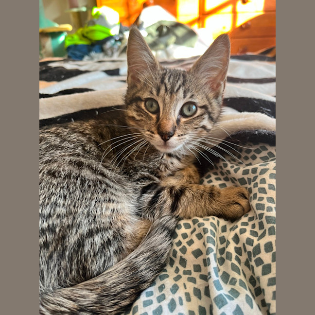 Photo of Bear *9 Lives Project Rescue*