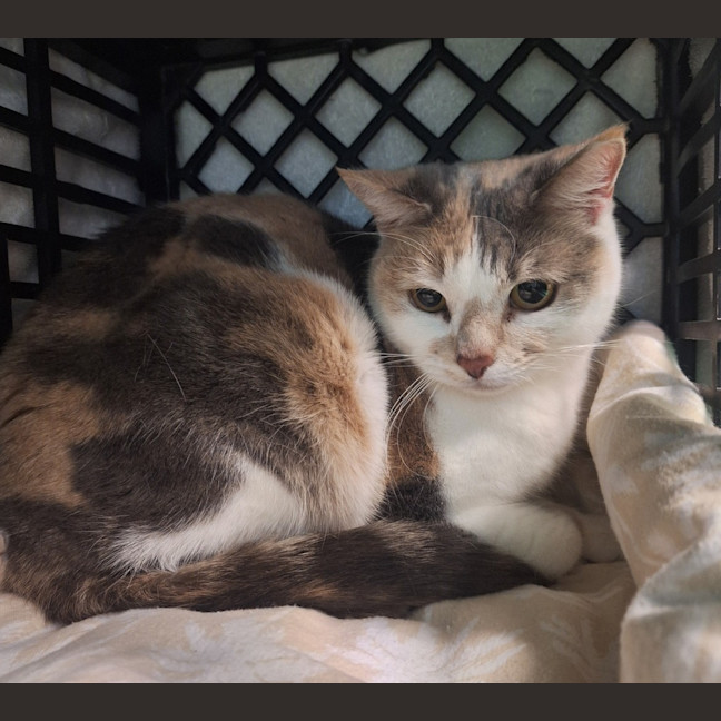 Photo of Nutmeg