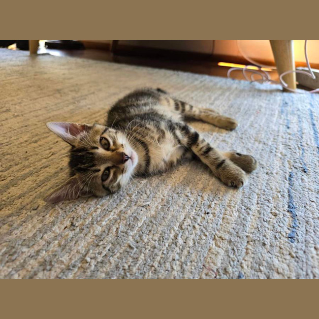 Photo of Olive 🫒🦋