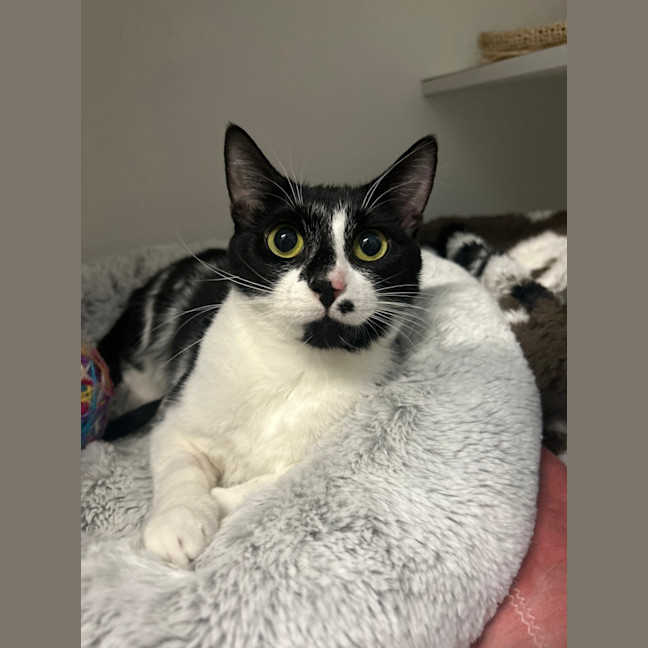 Photo of Stella