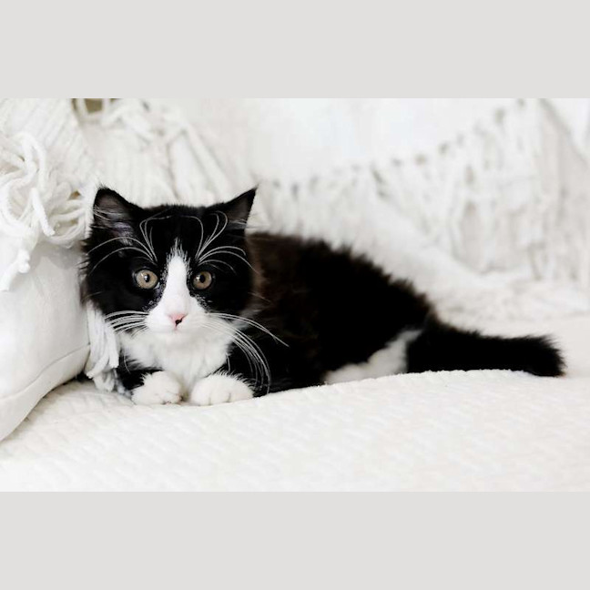 Photo of Rice