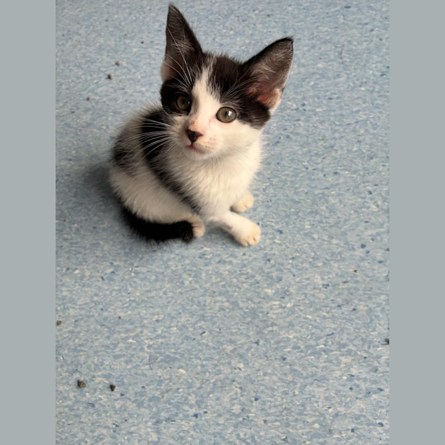 Photo of Zorks   In Foster Care In Ashburton