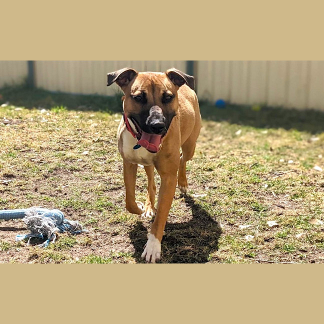 Photo of Piper