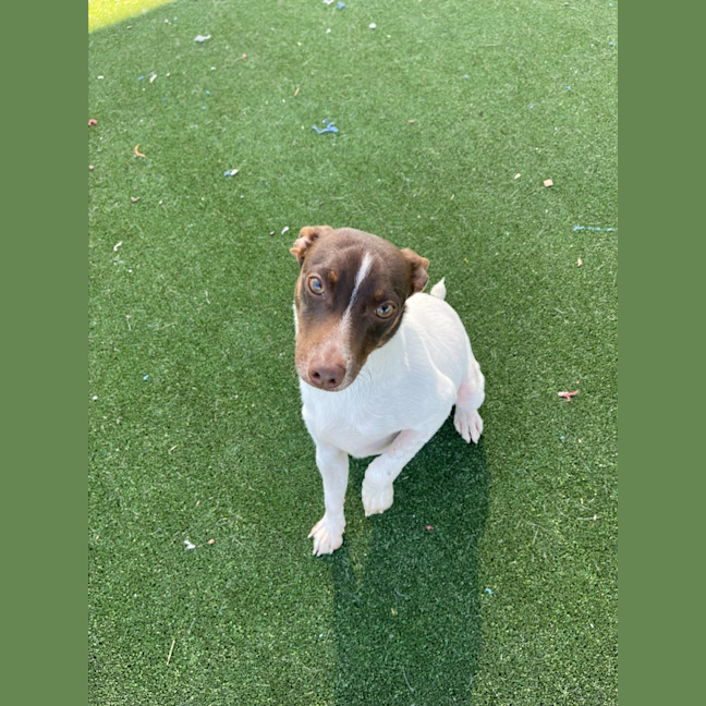 Photo of Nemo Imp 1733