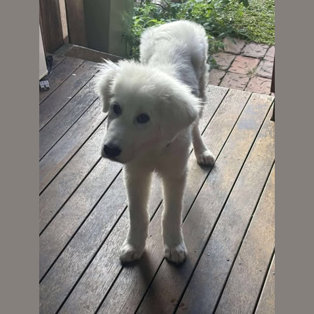 Photo of Axel