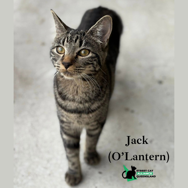 Photo of Jack O'lantern