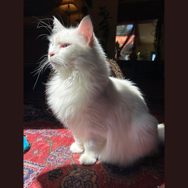 Photo of Little Dove 