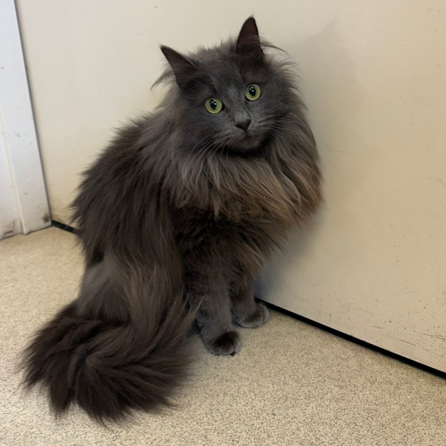 Photo of Tink
