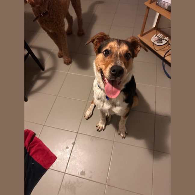 Photo of Merve   10 Month Old Kelpie X Cattle Dog