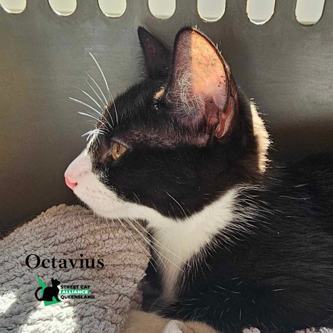 Photo of Octavius