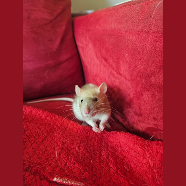 Photo of Rosie