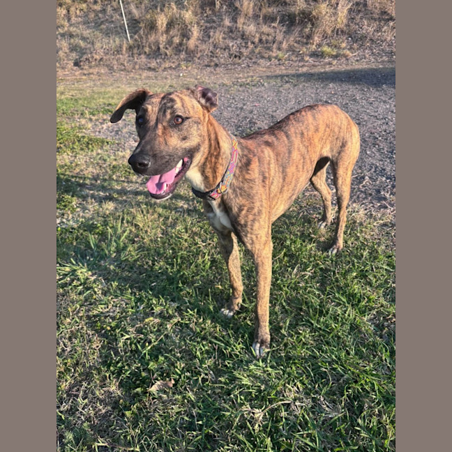 Photo of Josie