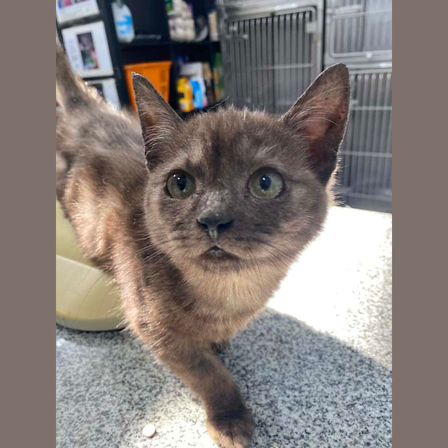 Photo of Smudge
