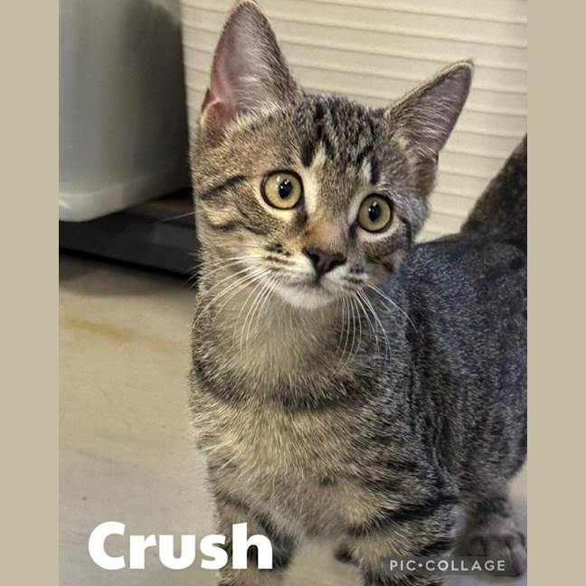 Photo of Crush