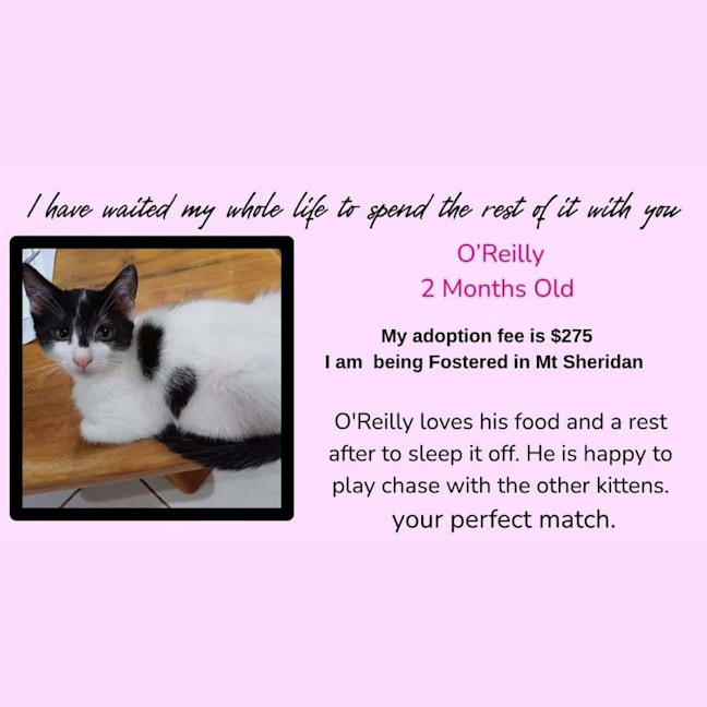 Photo of O'reilly