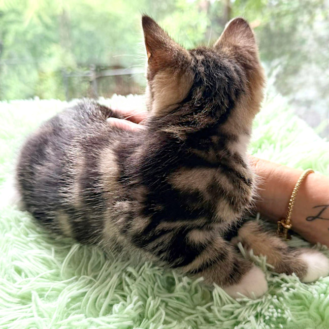 Photo of 🩷Juliet 🩷