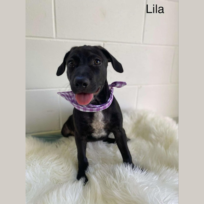 Photo of Lila