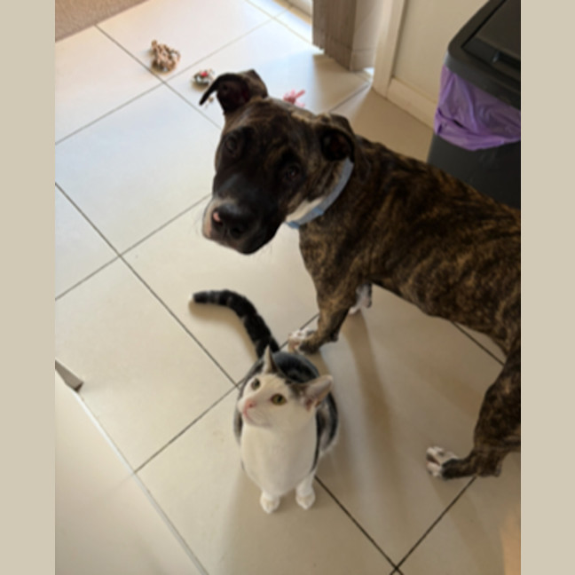 Photo of Lucy   10 Month Old Staffy X