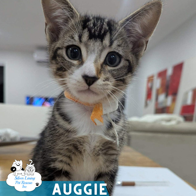 Photo of Auggie