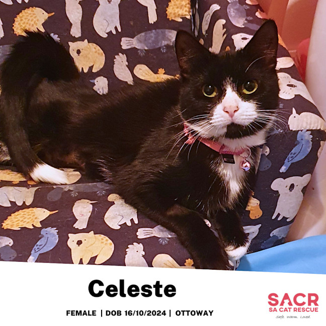 Photo of Celeste