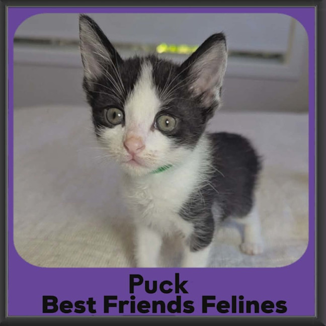 Photo of Puck
