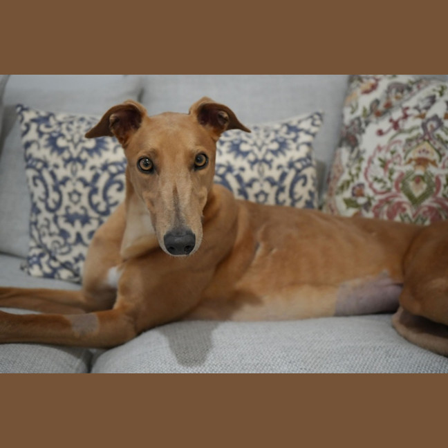 Photo of Gretel, The Greyhound