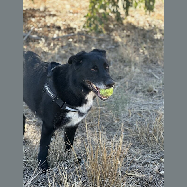 Photo of Harley