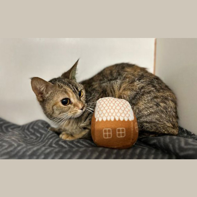 Photo of Mousey