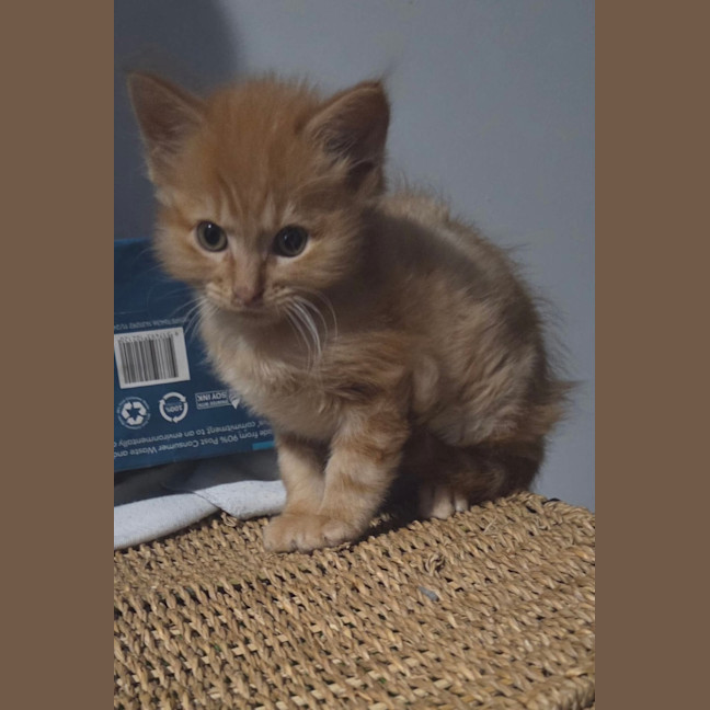 Photo of Qookie