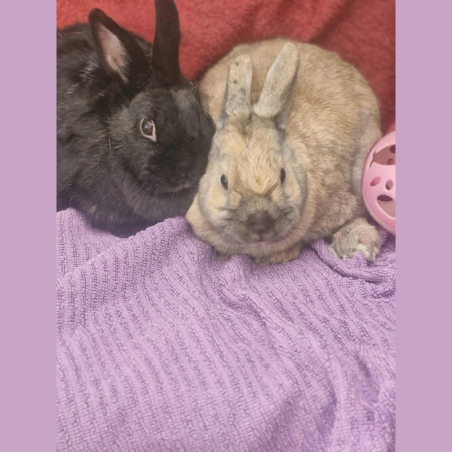 Photo of Coco & Cinnamon