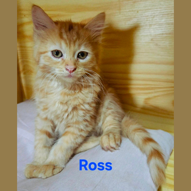 Photo of Ross