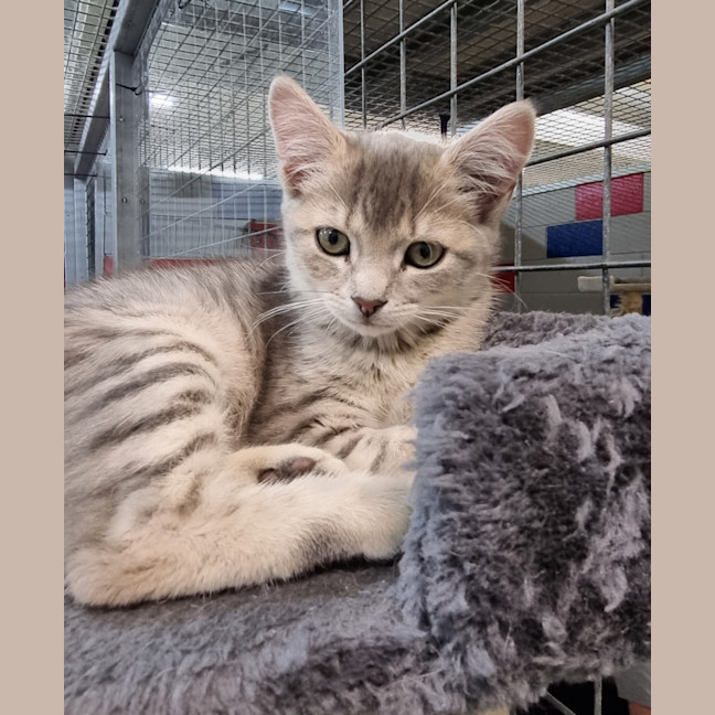 Photo of Crookshanks