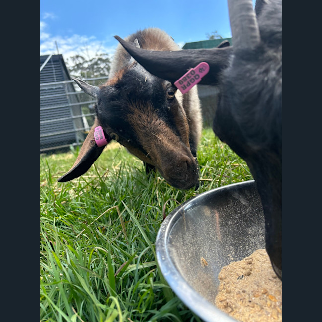 Photo of Blue