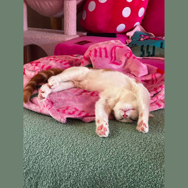 Photo of Tater Tot