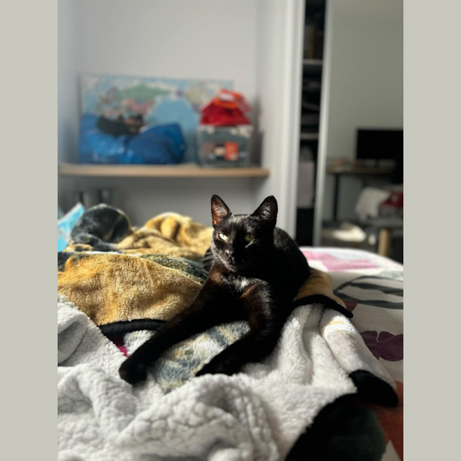 Photo of Puss Puss