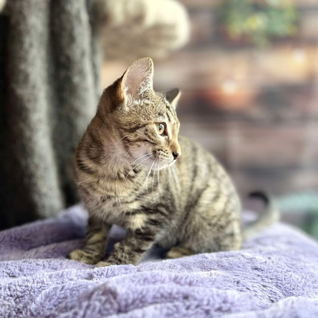 Photo of Buttercup   Meet Me At Ivanhoe East Vet Clinic