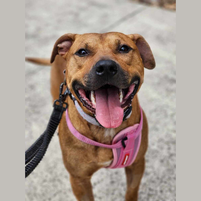 Photo of 🧅 Hollandaise 5770 🧅