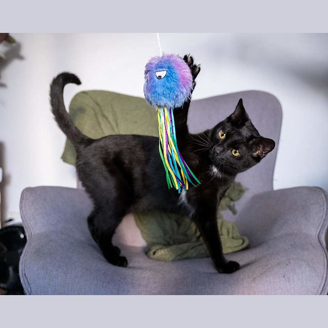 Photo of Olive