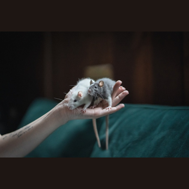 Photo of Toad & Beetle